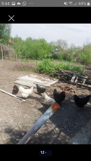 дом продаю жайылский район: 6 комнат, 120 м², Восток, Собственник — 7