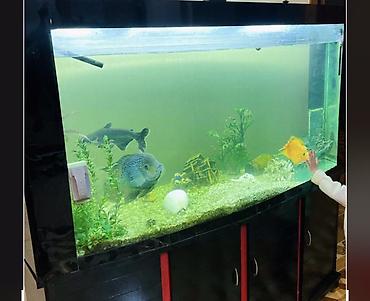 Akvariumlar: Böyük həcmli akvarium komplekti - Ön hissəsi yumru, geniş şüşəli — 4