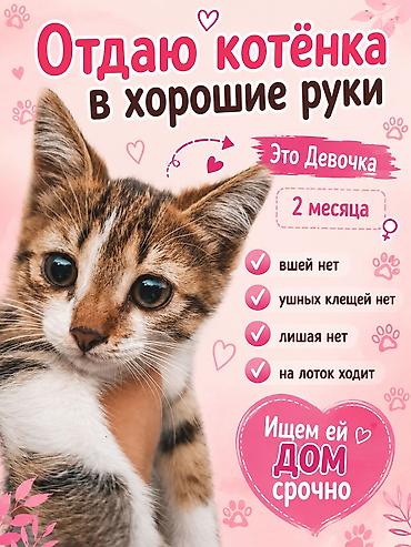 от клещей: Кошка даром: Беспородная, 2 месяца, Девочка, Приучена к лотку — 1