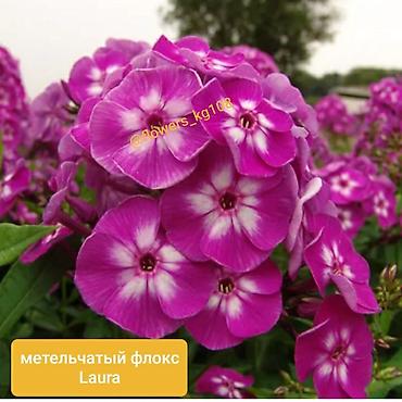 ковры бишкек цена: Продаю голландские флоксы - 380 сом — 3