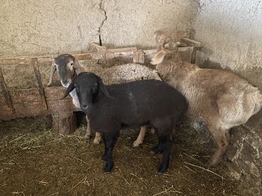 Бараны, овцы: Продаю | Баран (самец) | Полукровка | На забой, Для разведения | Осеменитель — 9