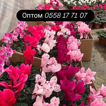 Каланхоэ: Цикламены и каланхоэ из теплицы — оптом Бишкек - Ассортимент — 3