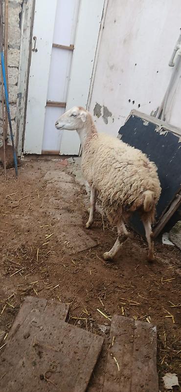 Mal-qara: Qoyunlar tam sağlam və yeyimcil heyvanlardı. ana bala 520 AZN tək — 4