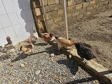 Toyuqlar: Toyuq, Yumurtalıq — 6