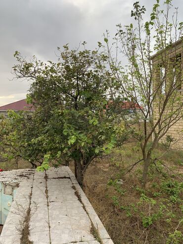 Torpaq sahələrinin satışı: 10 sot, Tikinti, Mülkiyyətçi, Kupça (Çıxarış) — 4