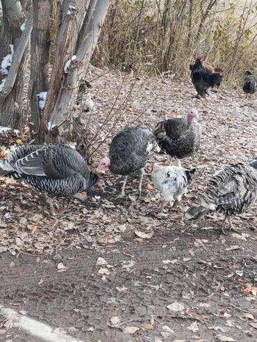 Индюки: Продаю | Индюшка (самка) | Для разведения | Племенные — 2