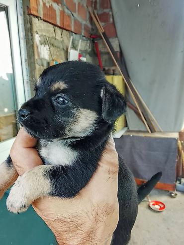 sir balasi: 1 ay, Dişi, Ünvandan götürmə, Ödənişli çatdırılma — 2
