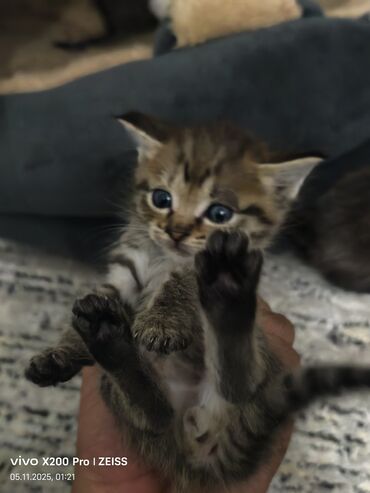 породистые кошки в добрые руки: Котята, короткошёрстные домашние. - Окрас: два тигровых табби