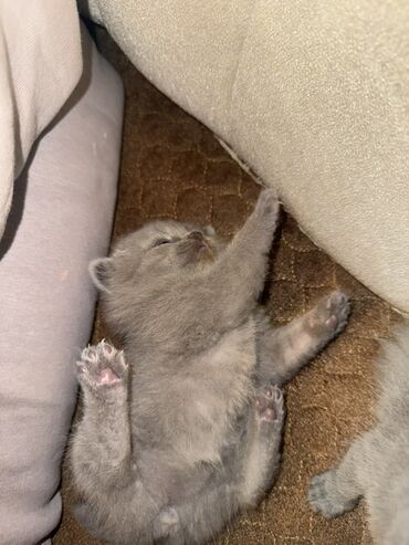 Pişiklər: Britan yastı qulaq, Dişi, Erkək, Yaxşı əllərə, Ödənişli çatdırılma, Ünvandan götürmə — 5