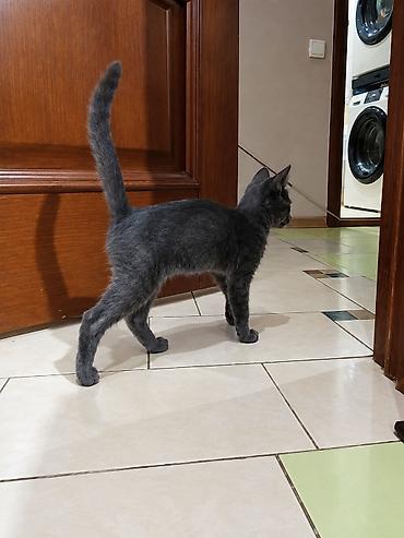 котята черные: Кошка даром: Беспородная, 2 месяца, Мальчик, Метис, Приучена к лотку, Проглистована — 3