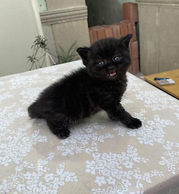 cat ruletka: Britan, Erkək, Yaxşı əllərə, Ödənişli çatdırılma, Ünvandan götürmə — 10