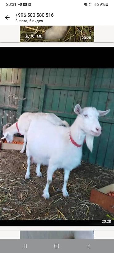 Козы, козлы: Продаю | Козлёнок | Для разведения — 20