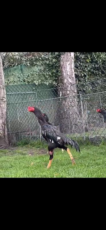 Toyuqlar: Toyuq, Damazlıq — 3