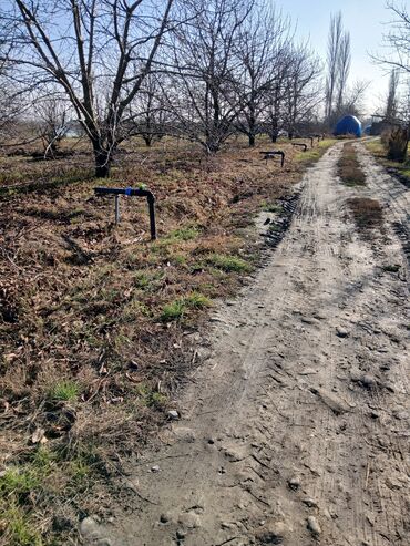 Ağaclar: Məhsul: Çiçəklənmə dövründə meyvə bağı (görünən ağaclar — 4