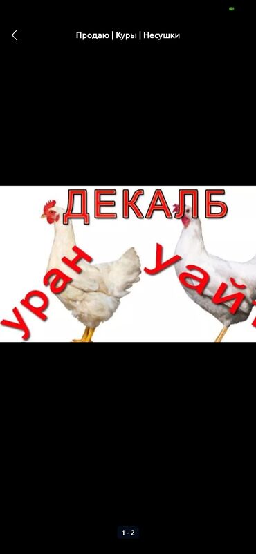 канарейка птица: Цеплта российской породы привозные суточные и недельные звонить по