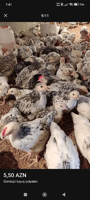 Toyuqlar: ‼️ Serebrist Colpaları Endirim olundu 2 ay yarımlığ tam sağlam — 2