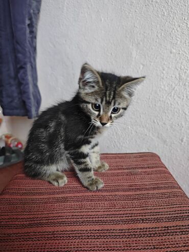 котята сибирской кошки купить: Породасыз, 2 айлык, Эркек