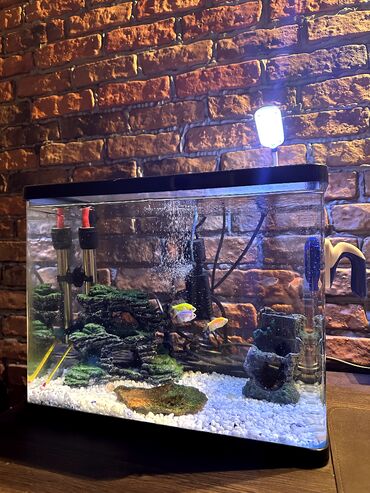 su donuzcuğu: Akvarium satılır. İçində 5 ədəd Glofish var akvariumla birlikdə