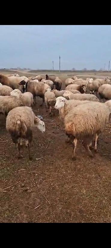 merinos qoyunu: Qoyun sürüsü – ətlik və damazlıq üçün - Növ: Yerli qarışıq cinsli — 1