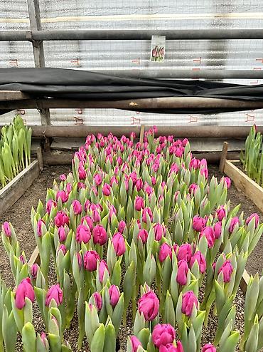 Садовые цветы и кустарники: Луковицы цветка: Тюльпаны, Бесплатная доставка — 5