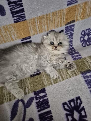 pişik balası: Mavi gözlü, uzun tüklü balaca pişik balası Ailə üzvü olacaq mehriban — 6