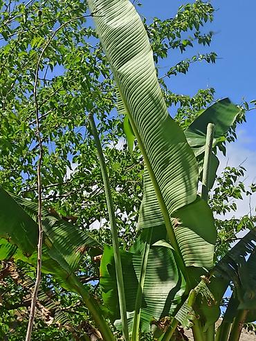 Ağaclar: Banan ağacı satışı - Növ: Tropik banan ağacı (Musa spp.) - İstilik — 6