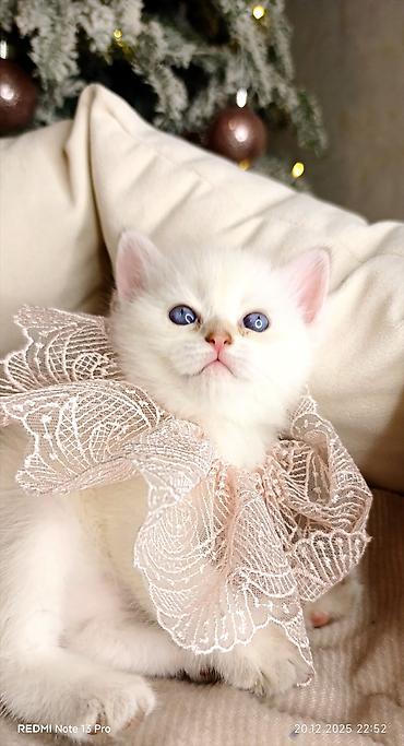 Pişiklər: Britan — 1