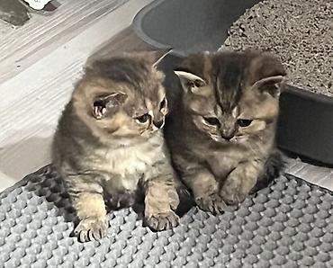 Pişiklər: Britan — 7