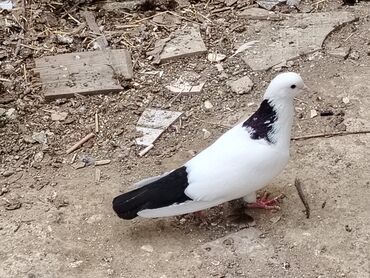 Desde qara quyruq boynugullu qizgin erkeydir qiymeti 25manat real