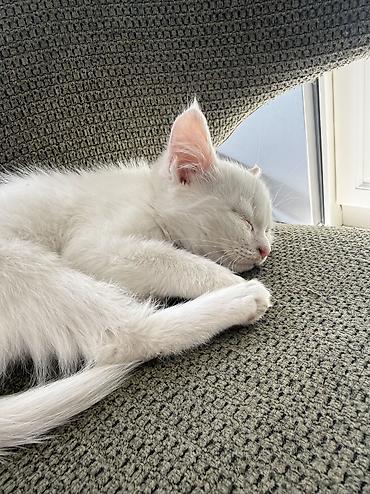 Отдам даром кошку: Кошка даром: Беспородная, 1 месяц, Девочка, Приучена к лотку — 2