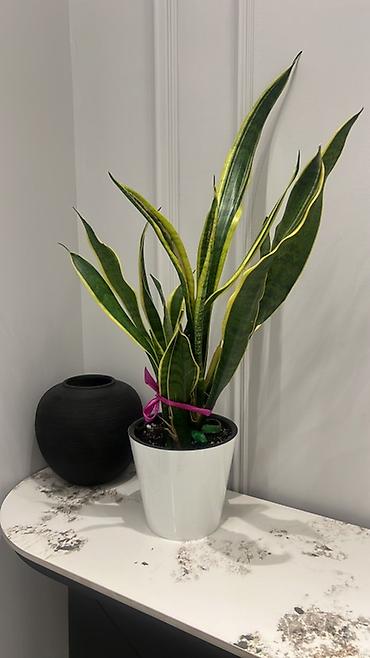 Драцены и Сансевиерии: Адаптированные пересаженные в горшках. Сансеvierия (Sansevieria — 3