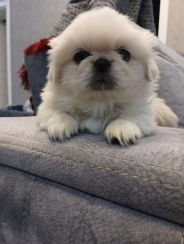 koxin karlik: Pekines, 1 ay, Erkək, Peyvəndli, Ünvandan götürmə — 10