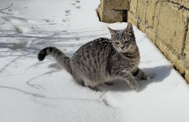 Pişiklər: Dişi, Yaxşı əllərə, Pulsuz çatdırılma — 4