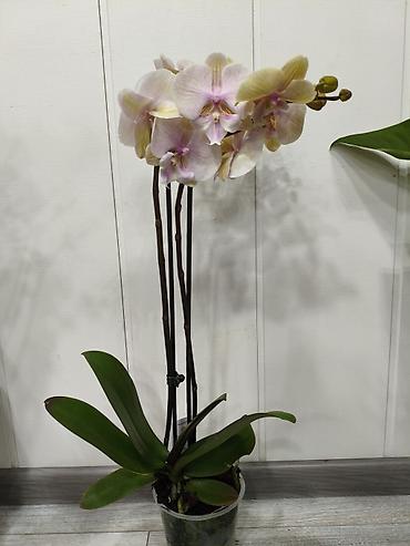 Орхидеи: Орхидея фаленопсис в прозрачном пластиковом горшке. - Разные окраски — 3