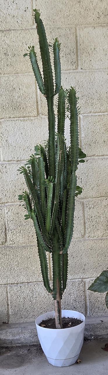 молочай цветок: Эуфорбия тригина (Euphorbia trigona), крупное комнатное растение в — 1