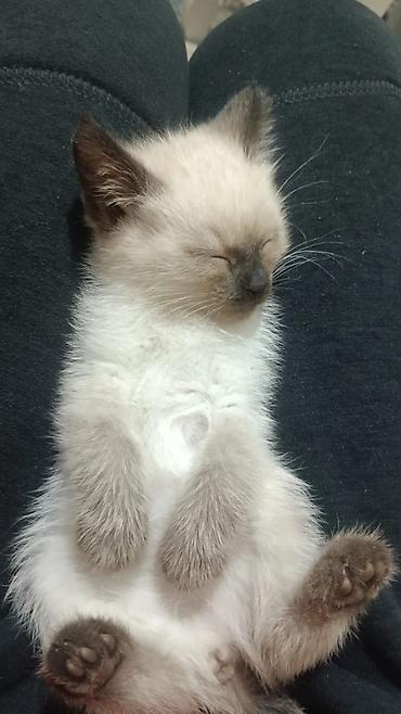 кошки сиамская: Сиамская, 2 месяца, Девочка, Приучена к лотку — 2