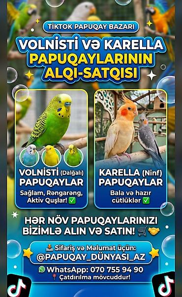 Tiktok Papuqay Bazarı – Volnisti (dalğalı) və Karella (ninf) lalafo.az -da Tiktok Papuqay Bazarı – Volnisti (dalğalı) və Karella (ninf)