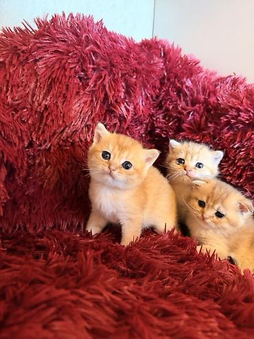 Кошки: Золотая шиншилла — 1