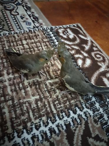 Quşlar: Nymfa tutuquşuları (Cockatiel) – boz və sarı tonlarda gözəl lələklər — 1
