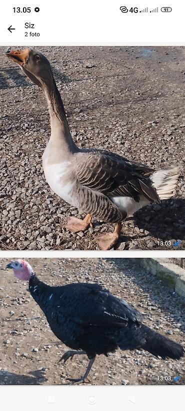 Qazlar: Məhsul: Ev quşları – qaz və hind toyuğu Təsvir:Hinduşka diri çəkisi — 1