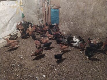 sudluk inekler satışı: Toyuq, Yumurtalıq
