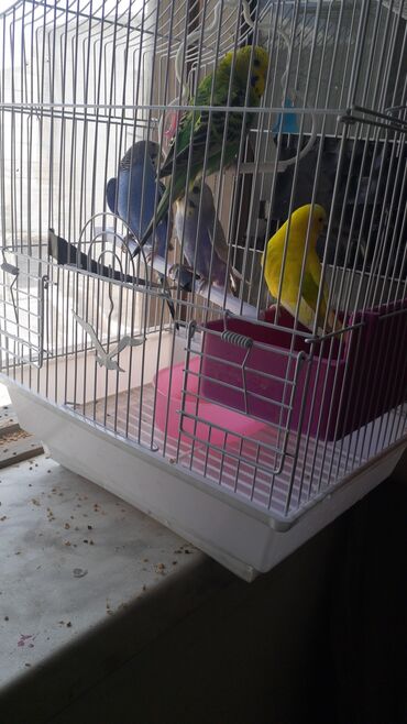 Hamisi satilir Qefes Qariwiq Sonu 50 azn 2 si diwi 2 si erkey