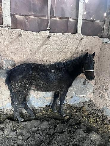Лошади, кони: Продаю | Жеребенок | На забой — 4