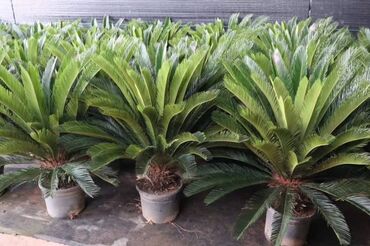 Пальмы: Пальмы Дипсис Монстеры, Бадьян Аннисовый,Корица, Стрелиция at lalafo.kg — 10 Пальмы: Пальмы Дипсис Монстеры, Бадьян Аннисовый,Корица, Стрелиция — 10