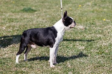 ovcar kuce: Boston terrier zreli muzjak 2,5 godine odlicnog karaktera i porekla — 4