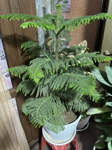 чемеричная вода: Комнатное растение: араукария (Norfolk Island Pine) в кашпо -