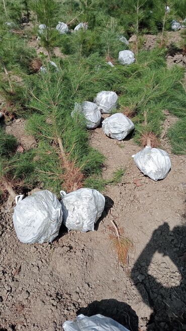 Şitillər: Toptan ve perakende formada yasil ve meyve agaclarin satisi🌴🌳🌱🍃 -da lalafo.az — 13 Şitillər: Toptan ve perakende formada yasil ve meyve agaclarin satisi🌴🌳🌱🍃 — 13