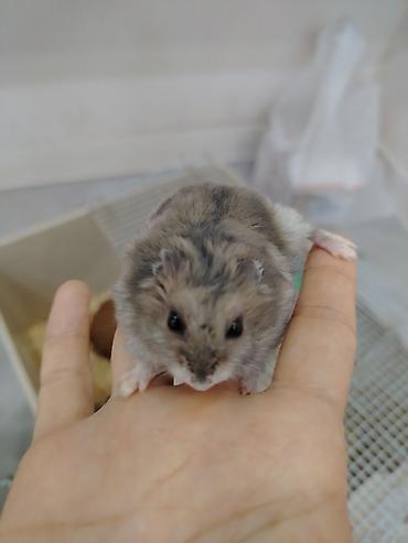 шиншилла грызун: Cırtdan hamsterlər – Dwarf Hamster balaları 3 dənədi 2 ağ dişi 1 qara — 3