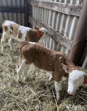 Dana, buzov: Dana, buzov, Dişi, Simental, ay: 1, Damazlıq, Ətlik, Rayonlara çatdırılma, Pulsuz çatdırılma, Ödənişli çatdırılma — 15