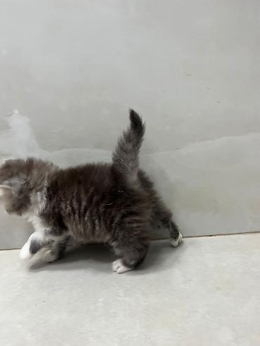 Pişiklər: Fars — 4